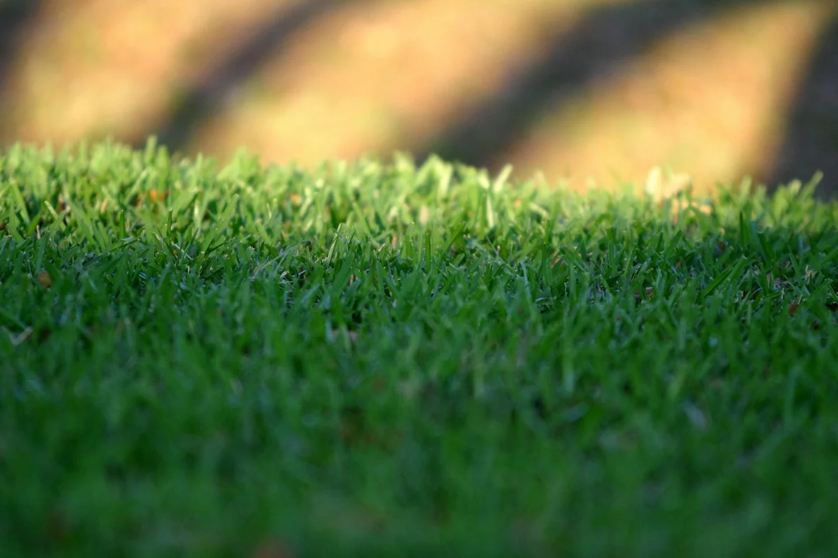 Close-up of a lush green lawn with a blurred background.