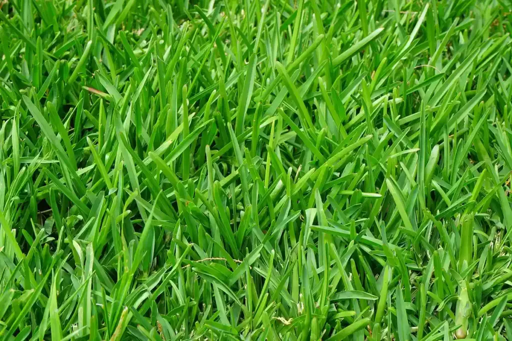 When Should You Dethatch Your Lawn? A Homeowner’s Guide to the Best Methods