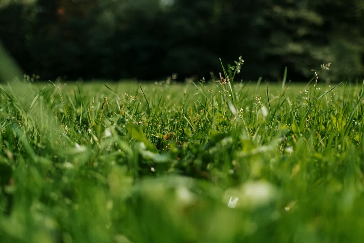 Close-up of green lawn grass blades