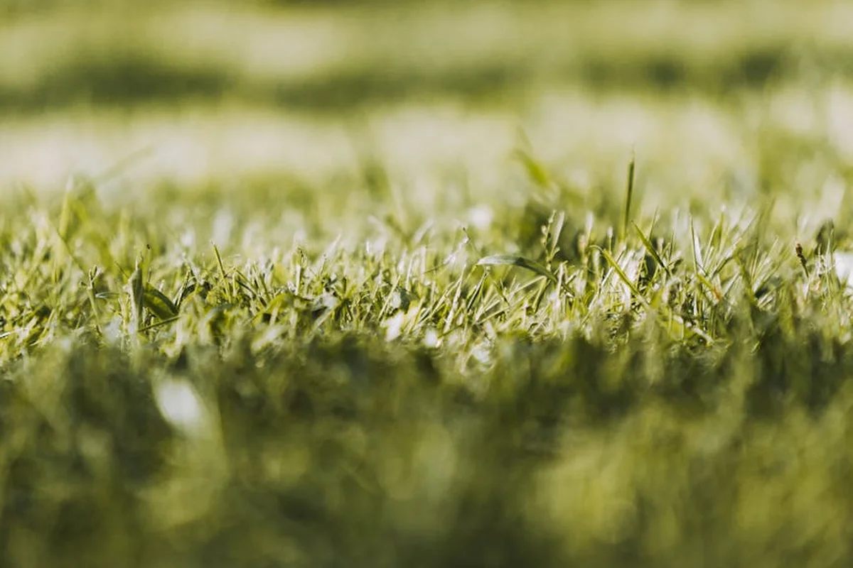 Close-up of green grass blades in a sunlit lawn