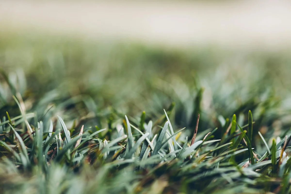 Close-up of green lawn grass blades with shallow depth of field