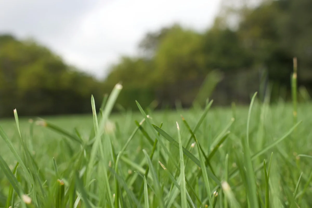 Close-up of green lawn grass with a blurred background.