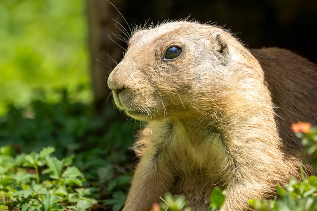 Close-up of a brown ground-dwelling rodent in a sunlit lawn
