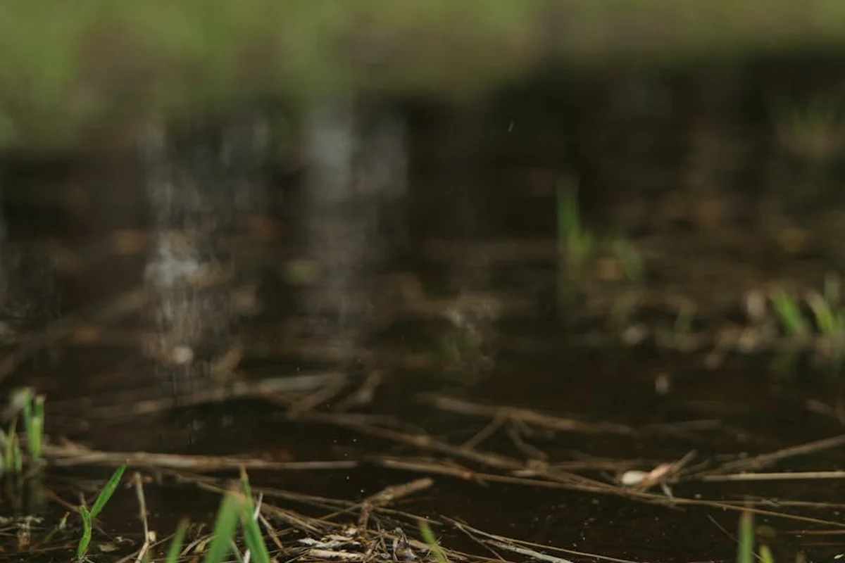 Close-up of a waterlogged lawn with standing puddles and damp soil among green grass blades.