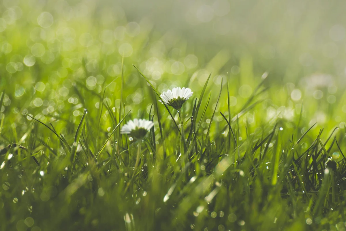 Close-up of green grass with small white flowers in a sunlit lawn.