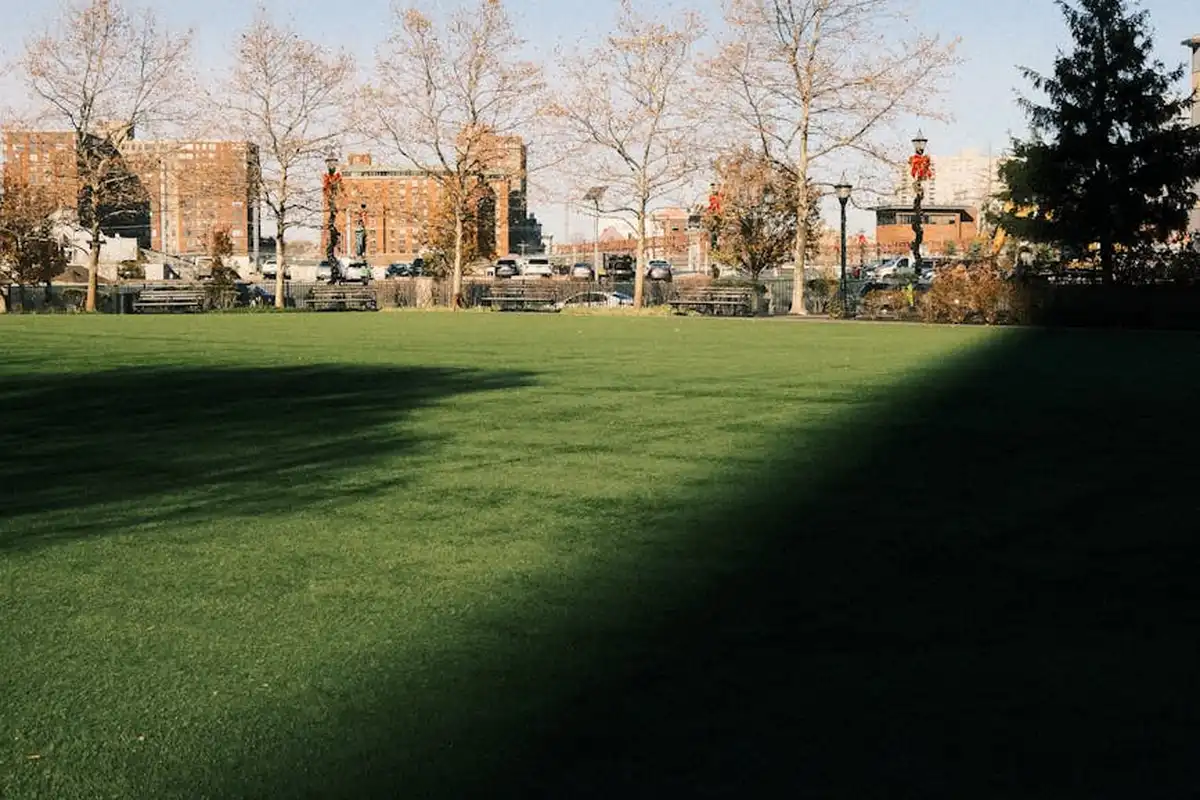 A thick, green lawn in sunlight with long shadows, an urban park setting with trees and buildings in the background.