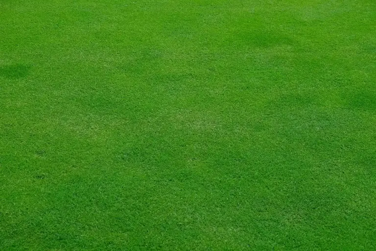 Close-up of a lush, green lawn with evenly cut grass.