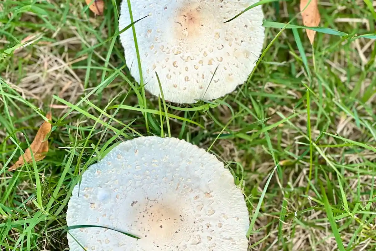 Two pale white mushrooms protruding from green lawn grass, viewed from above.