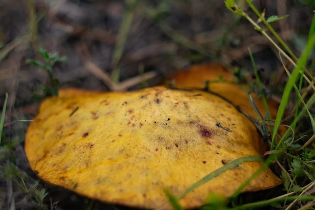 Close-up of a yellow-orange mushroom growing on a lawn with blades of grass nearby