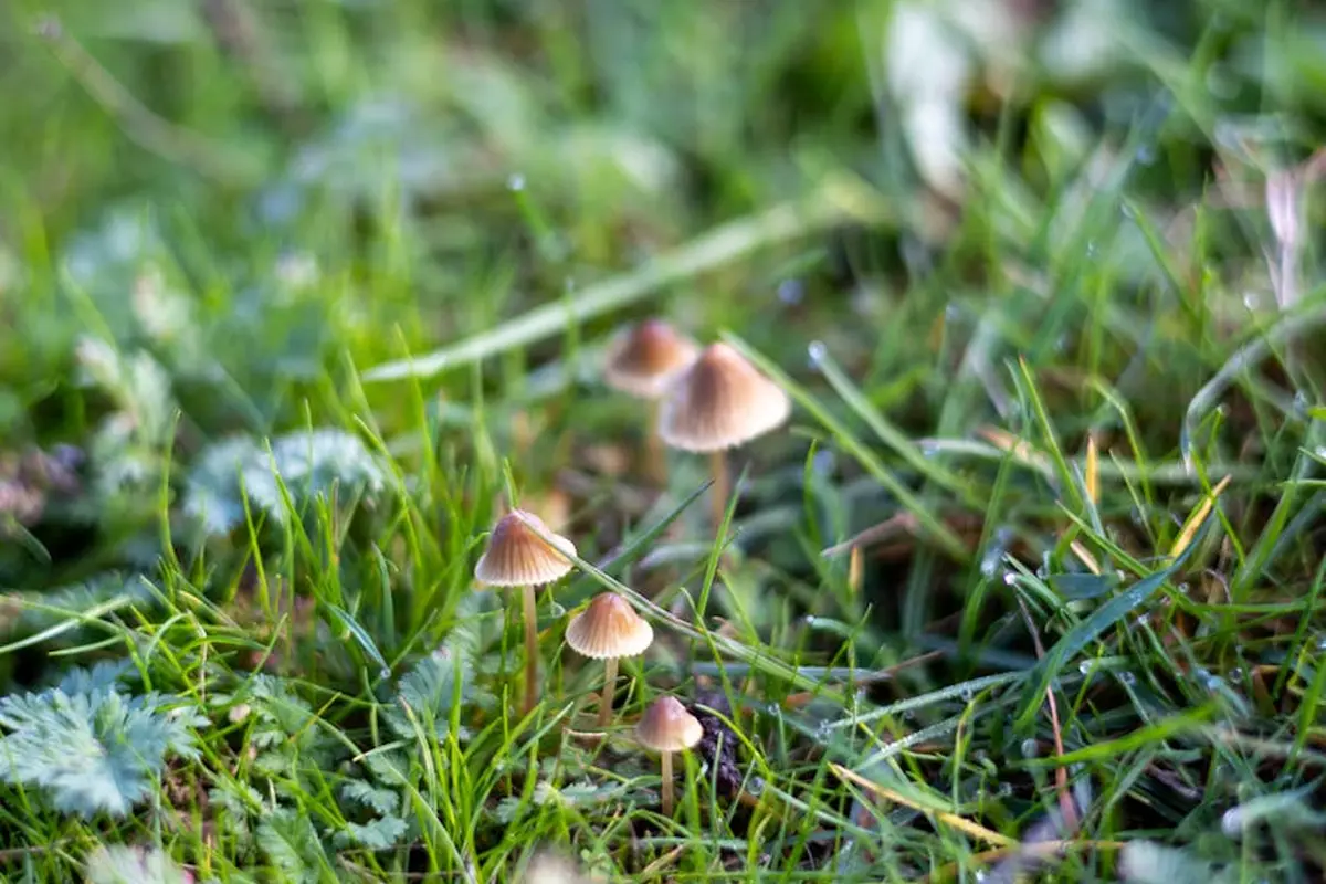 Small brown mushrooms growing among green blades of grass in a lawn.
