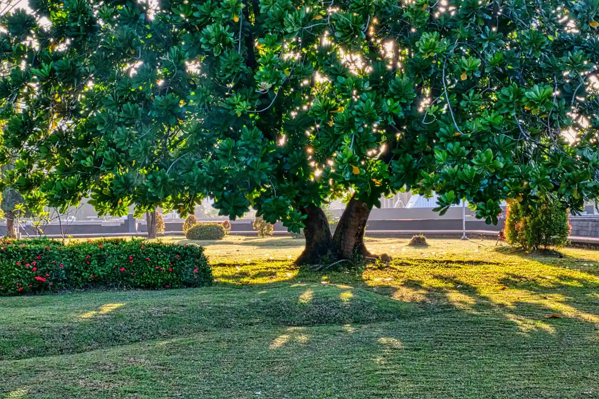 Shade from a large tree over a well-maintained lawn with a fence in the background