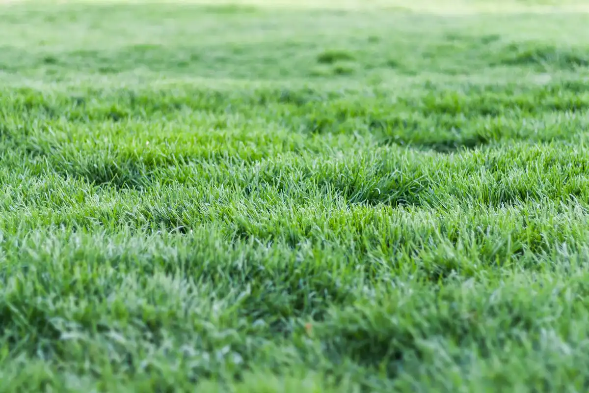 Close-up of a healthy, dense green lawn with evenly grown grass blades