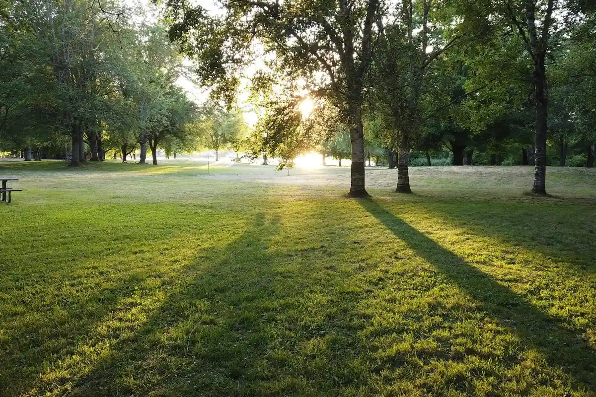 Sunlit park lawn with lush green grass and long tree shadows under a warm, rising sun.