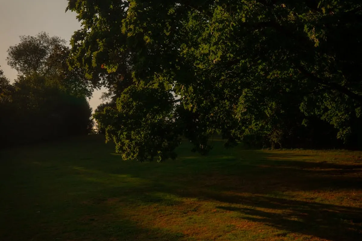 A sunlit backyard lawn with trees casting long shadows, illustrating a typical yard where mole and tick prevention would apply.