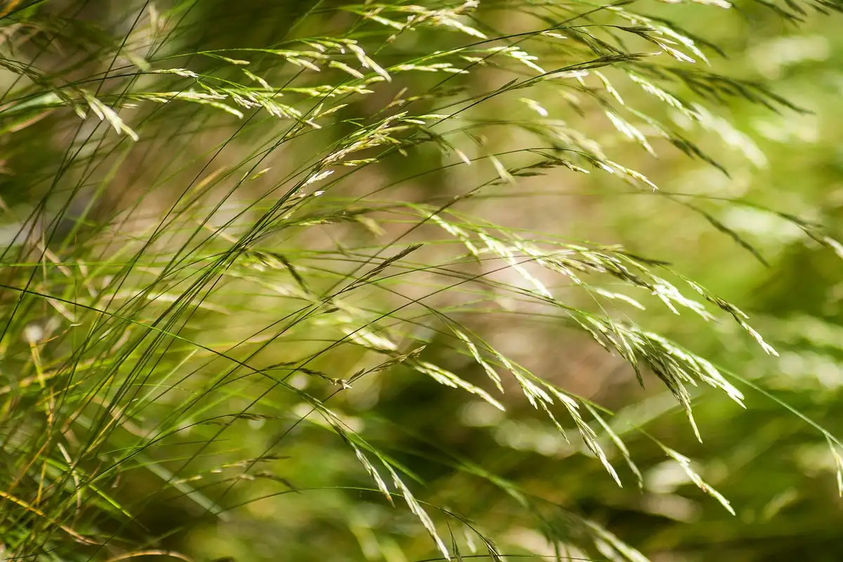 Close-up of sunlit green grass blades swaying in the breeze.