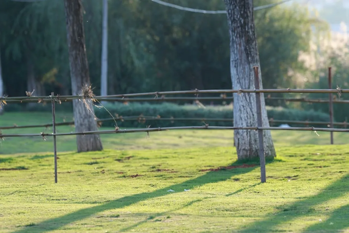 Sunlit grassy lawn with a few trees and a rustic wooden fence, representing recovery after grub damage.