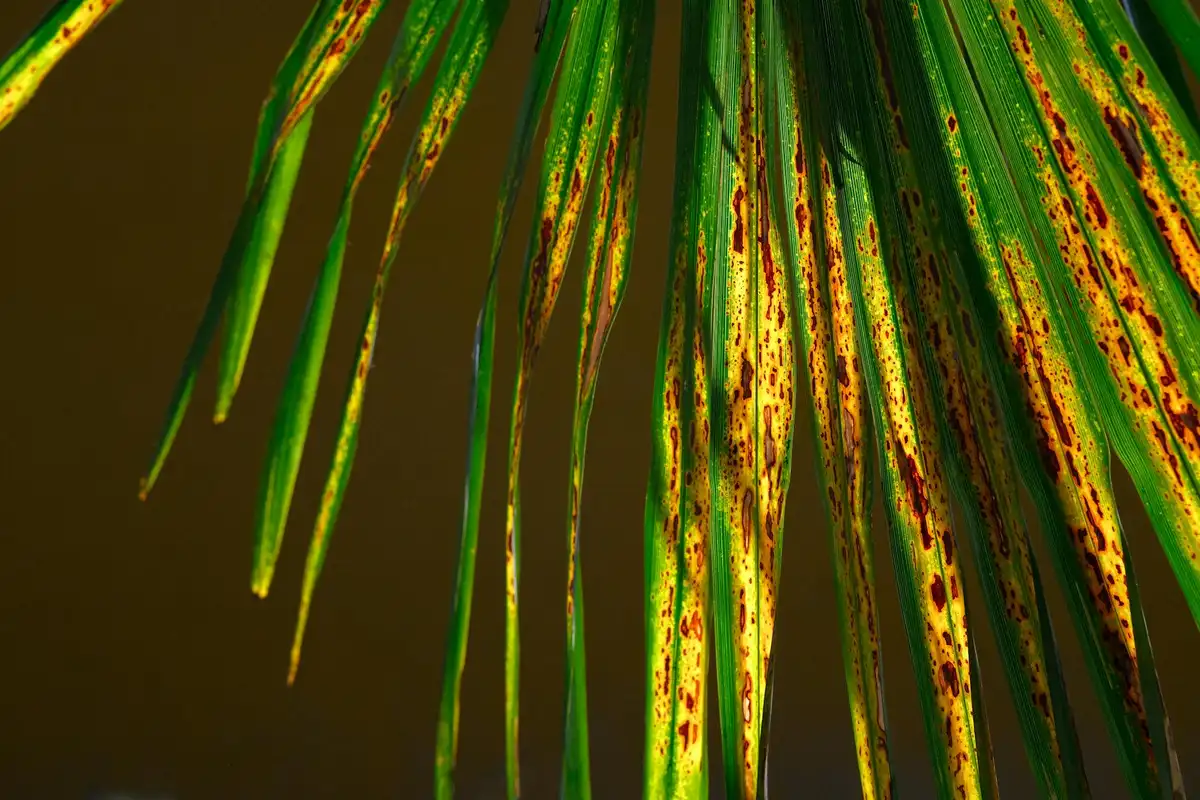 Close-up of grass blades with yellowing and brown rust spots indicating lawn rust disease.