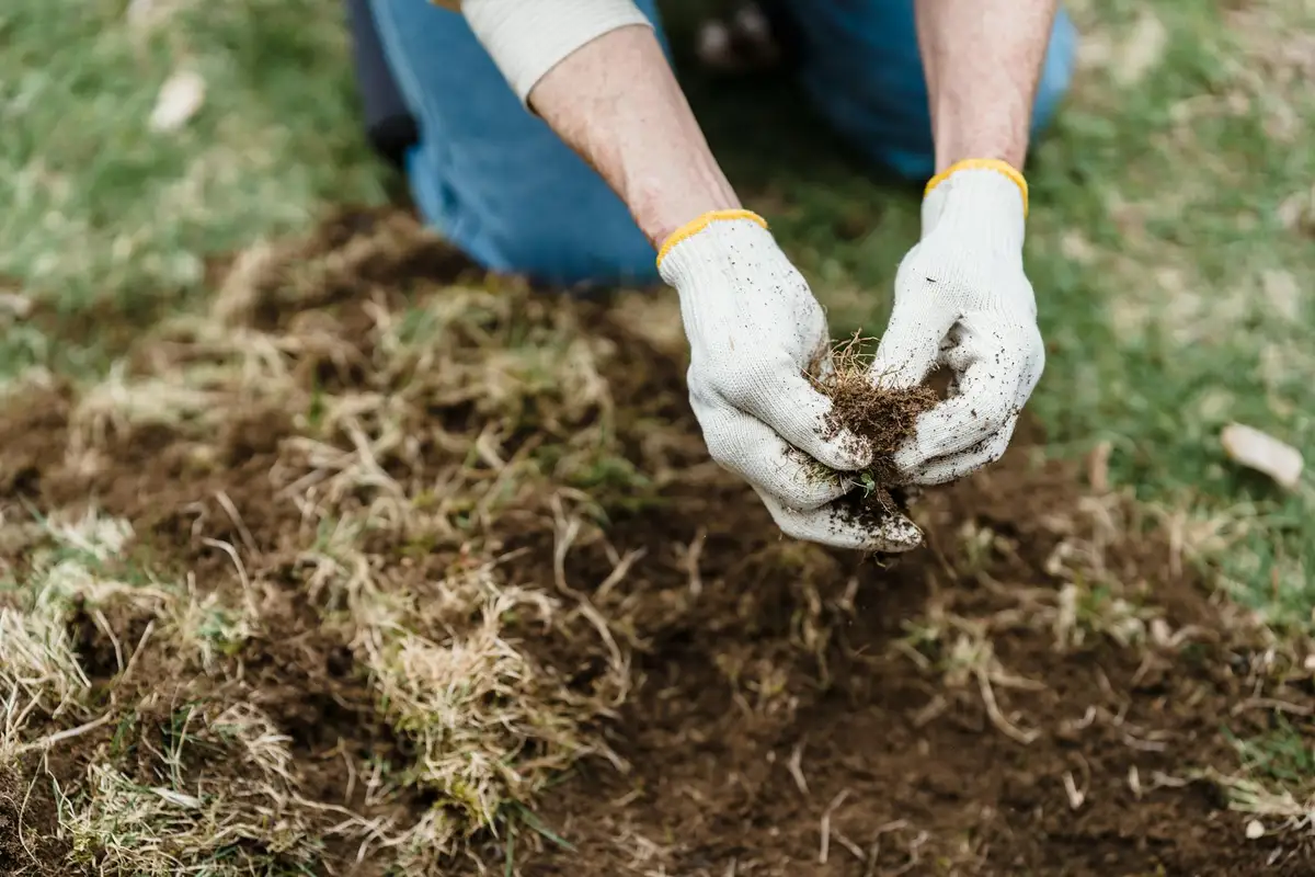 Close-up of gloved hands lifting soil and thatch on a lawn during scarification