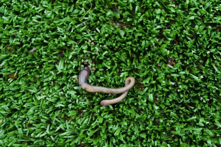 Dense green lawn texture with a curved, rusty metal tool resting on the grass