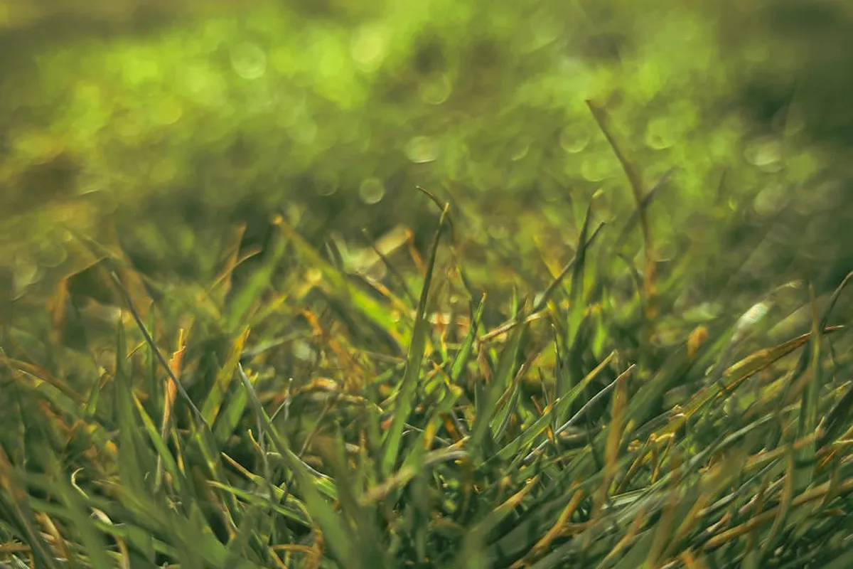 Close-up of fresh green grass blades emerging in a lawn