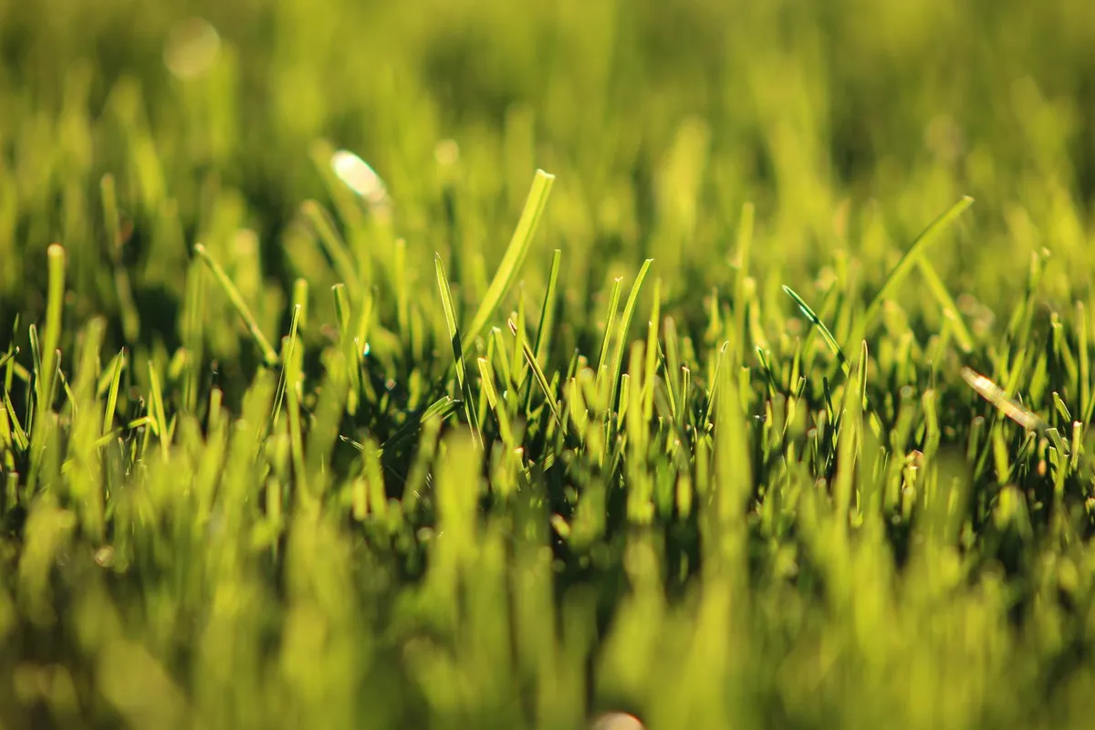 Close-up of bright green grass blades bathed in sunlight