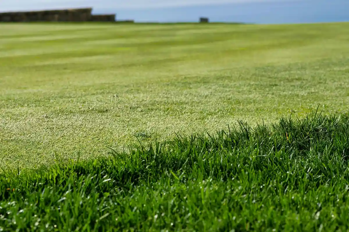 A well-manicured lawn with a darker foreground edge and a lighter, expansive turf in the background.