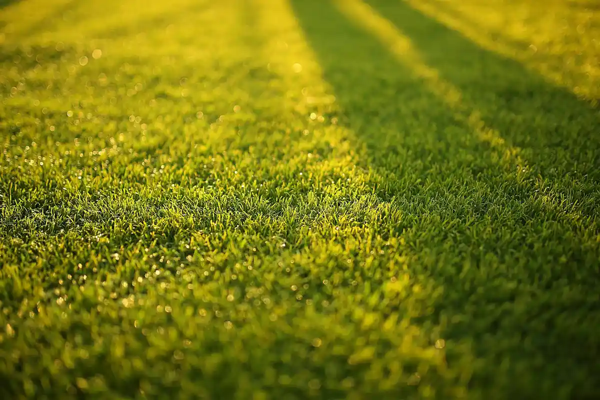 Close-up of a sunlit, healthy green lawn.