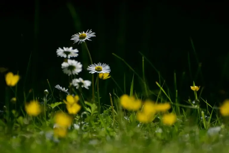 A patch of green lawn with white daisies and small yellow flowers among the blades of grass in bright light.
