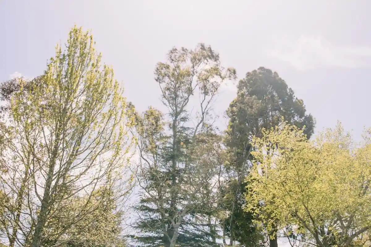 Spring trees with fresh green leaves against a pale blue sky