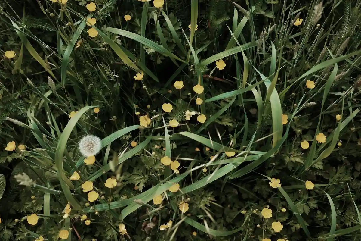Close-up of a lawn with small yellow flowers and a dandelion weed among green blades of grass, illustrating common lawn weeds.