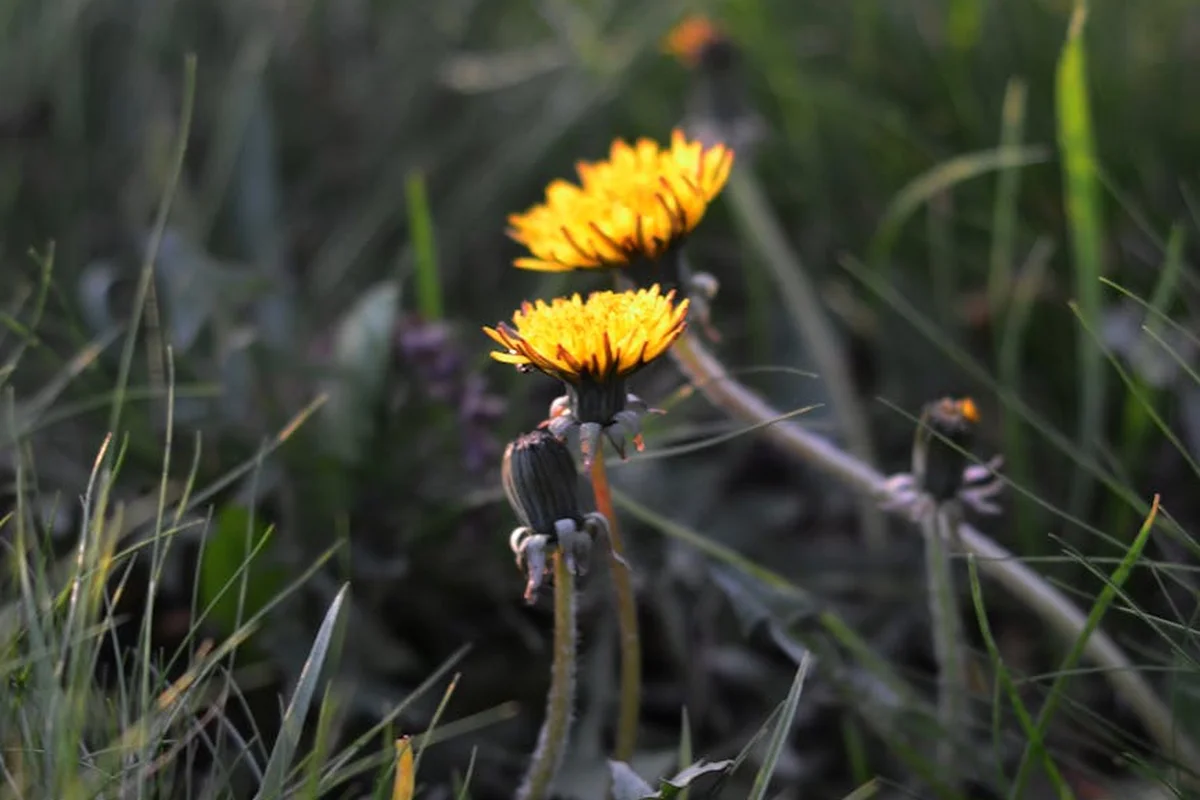 Close-up of bright yellow daisy-like flowers growing among lawn grass, a common weed in yards.