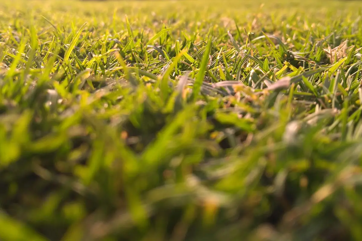 Close-up of sunlit green grass blades in a lawn, with a shallow depth of field and a blurred background.