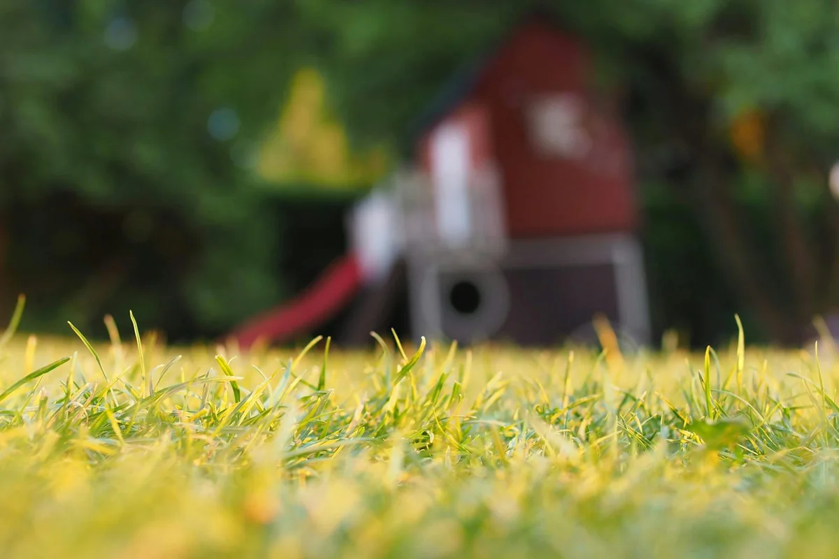 Close-up of yellowing grass blades with a blurred backyard playset in the background
