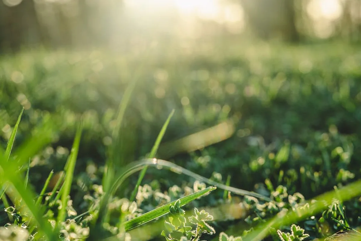 Close-up of sunlit green grass with dew and a soft bokeh background