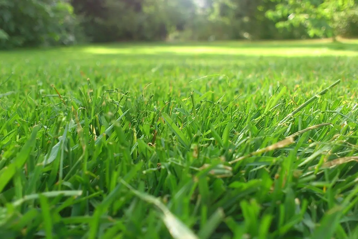 Close-up of vibrant green grass blades in a sunlit lawn, suggesting a healthy mowing height before winter.