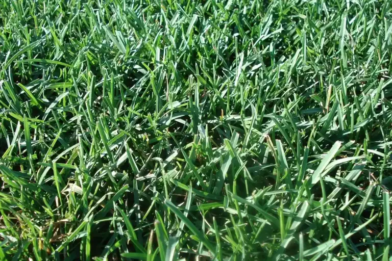 Close-up of dense, vibrant green grass blades forming a healthy lawn.