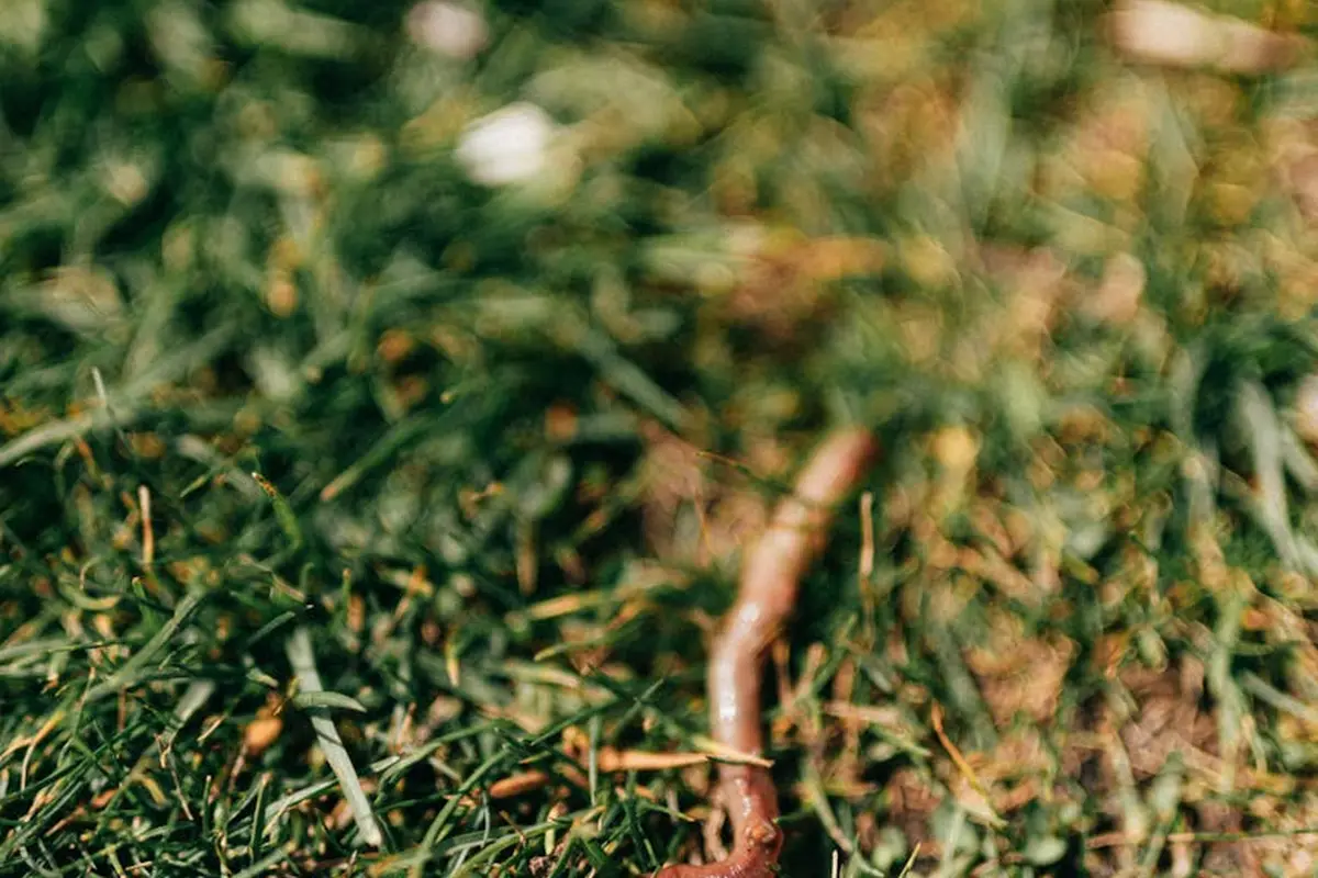 Close-up of a green lawn with a rusty metal aeration tine or core plug among the grass, highlighting soil compaction.