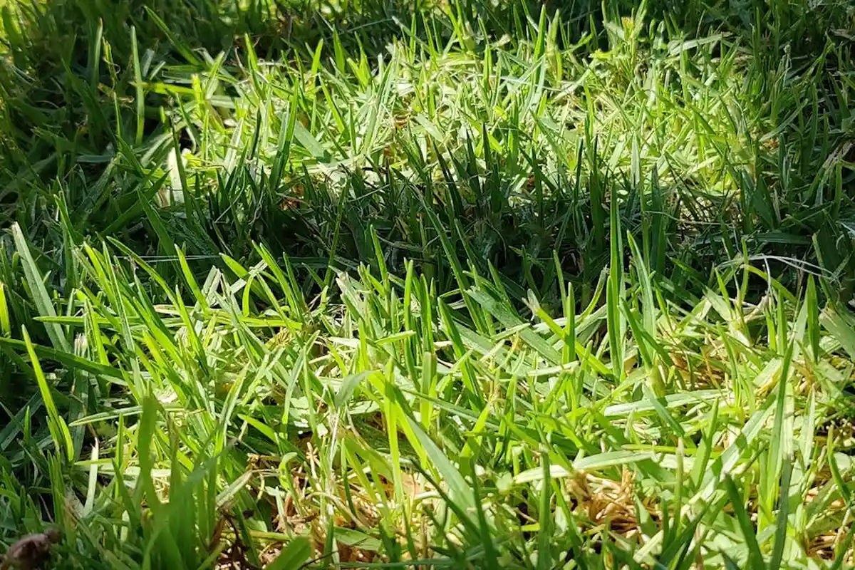 Close-up of green lawn grass blades in a dense, healthy turf.