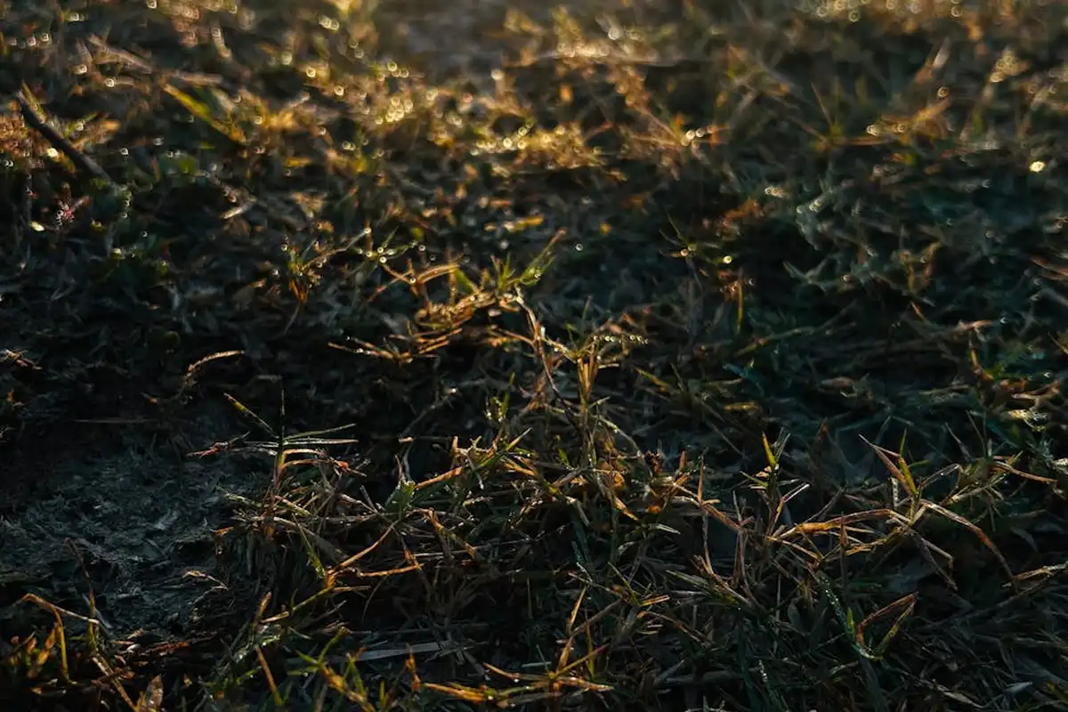 Close-up of sunlit, dry grass with dark soil, illustrating an existing lawn in need of alternatives to layering sod.
