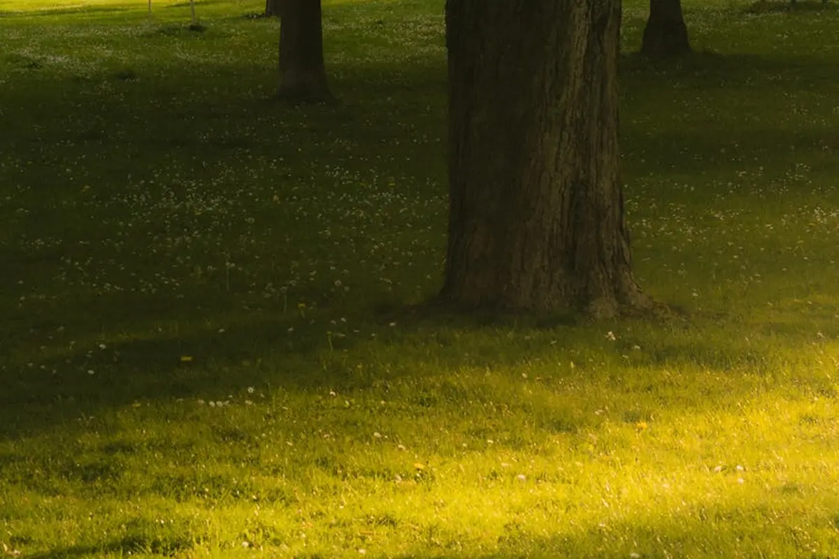 Sunlit lawn with yellow-tinged patches and several tree trunks in the background.