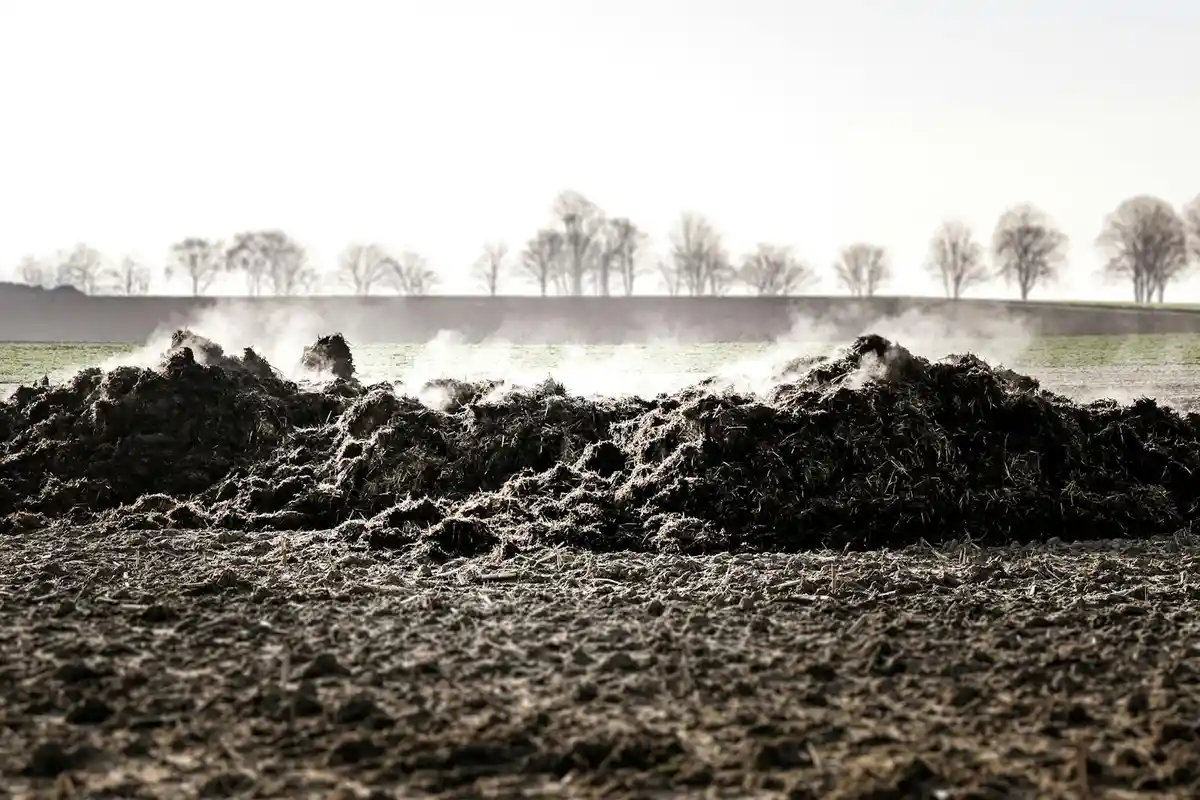 Close-up of a pile of dark soil on a rough ground with a distant line of trees and a pale sky.
