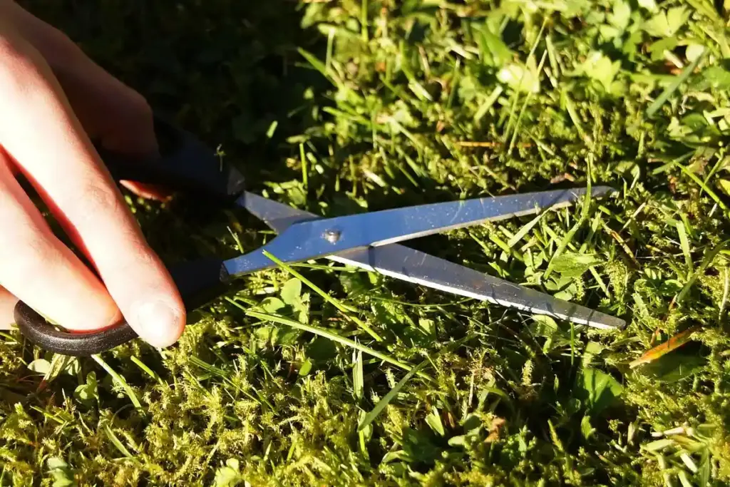 Are You Wasting Time and Money on These Lawn Fertilization Myths?