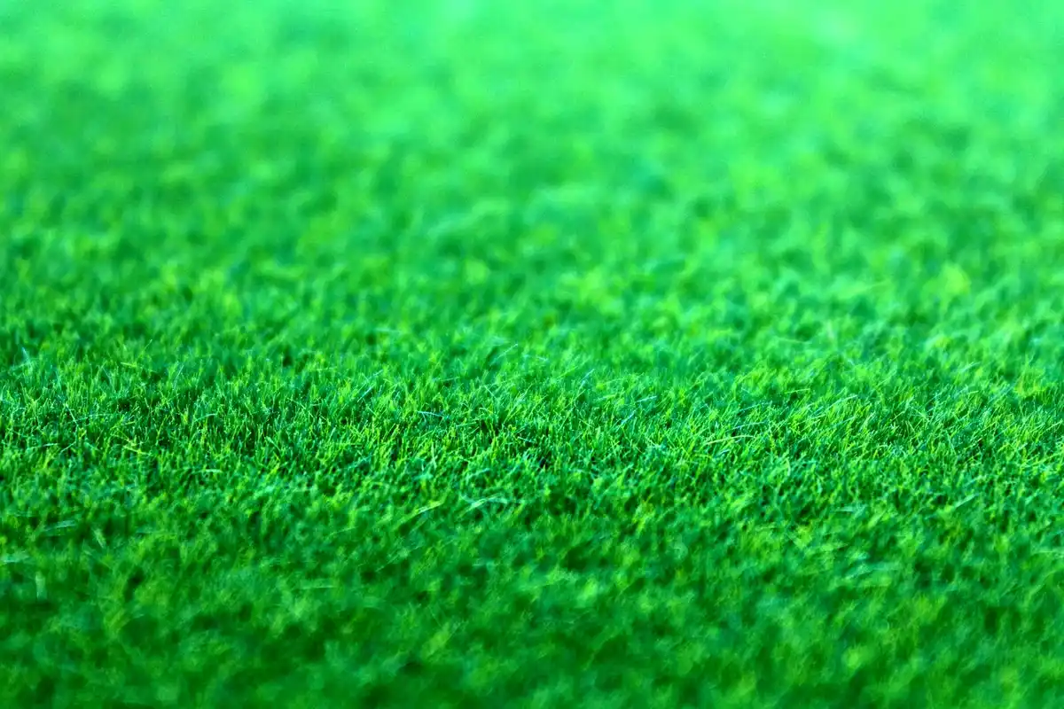 Close-up view of a dense, bright green lawn.