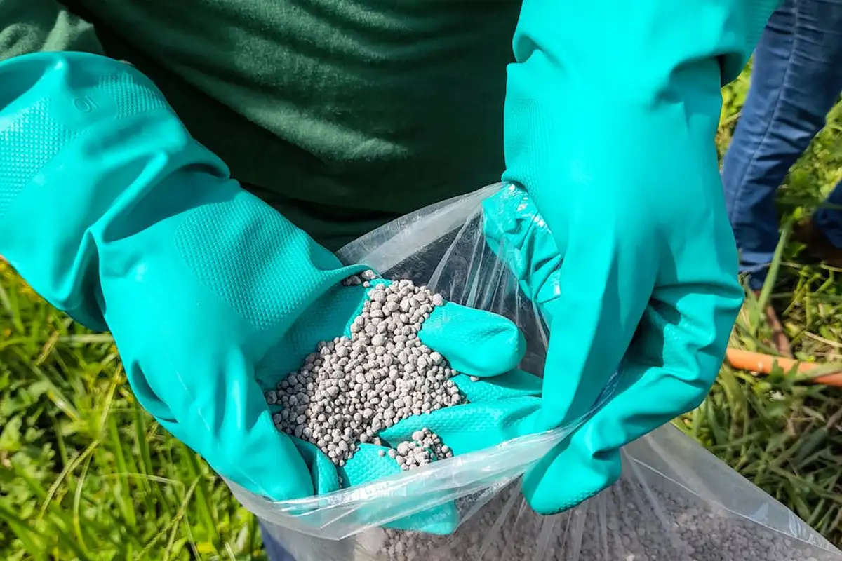 Gloved hands holding a bag of granular lawn fertilizer pellets over a grassy lawn.