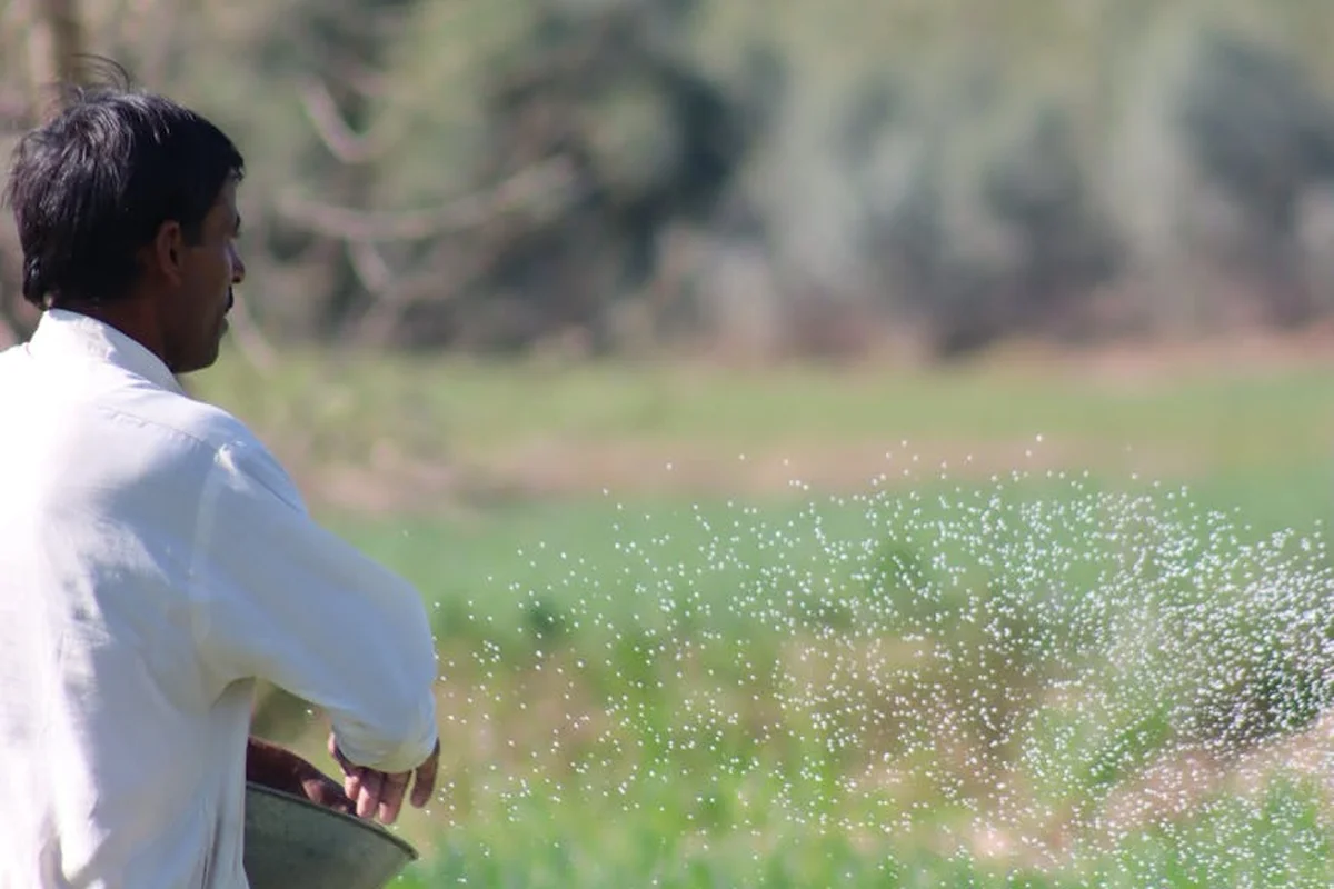 A person in a light shirt uses a fertilizer spreader to apply granules to a lawn, with a blurred green field in the background.