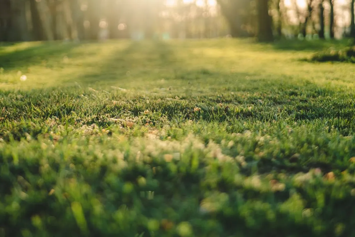 Sunlit grassy lawn with blades of green grass in focus and trees in the background.