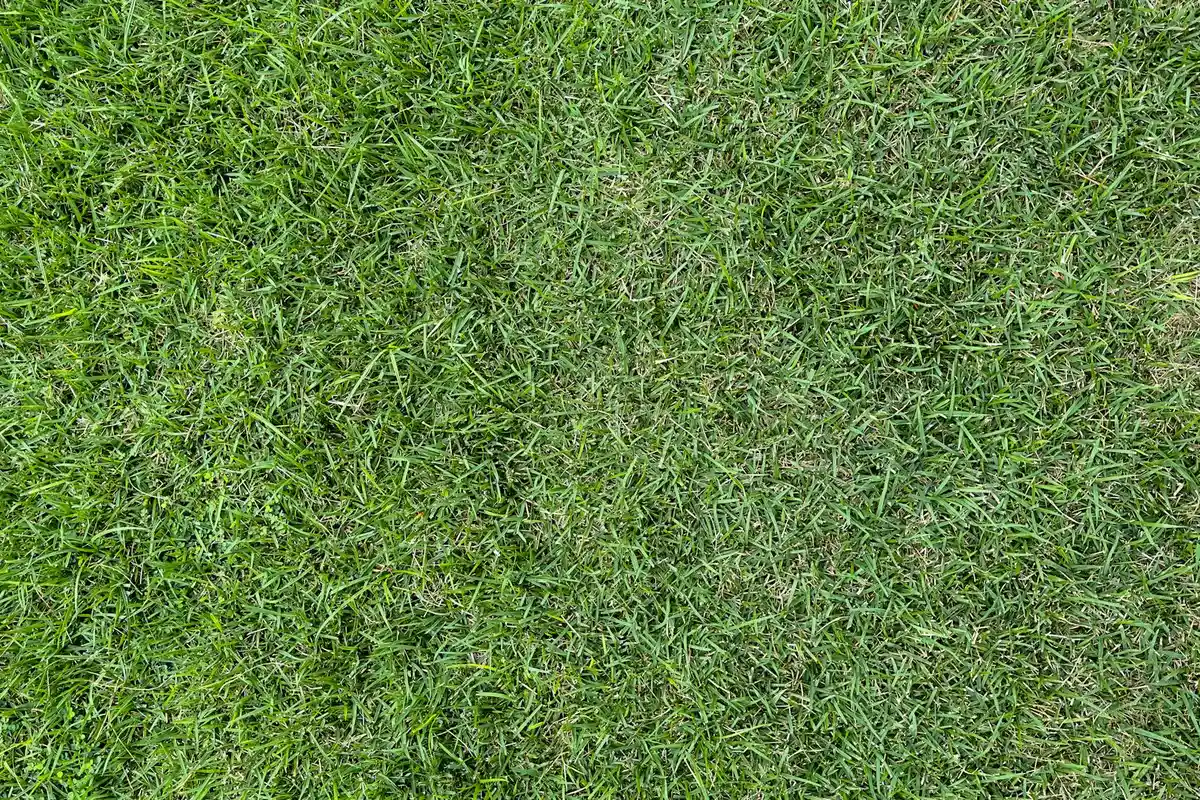 Close-up view of a lush green lawn with healthy blades of grass, representing a perfect candidate for fall fertilization.