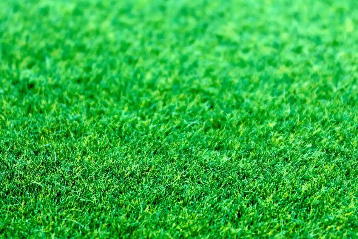 Close-up view of a lush, green lawn with dense, healthy grass blades