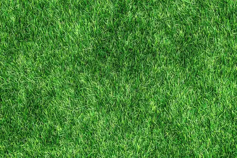 Close-up of bright green grass blades showing dense turf texture.