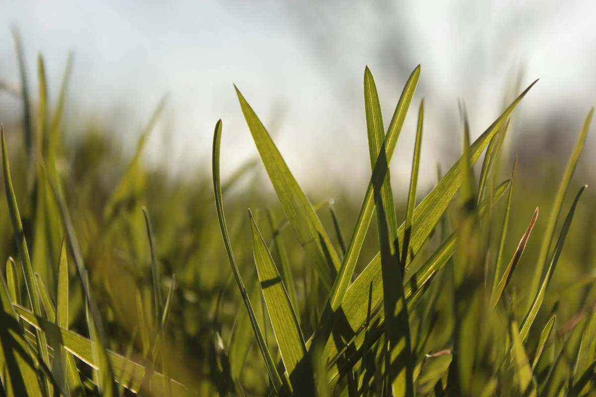 Close-up of green grass blades in a sunlit lawn